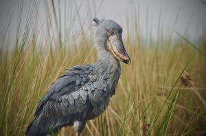 The Complete Uganda Travel Guide 2026: