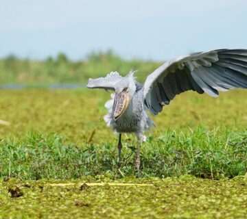 Shoebill1 360x320