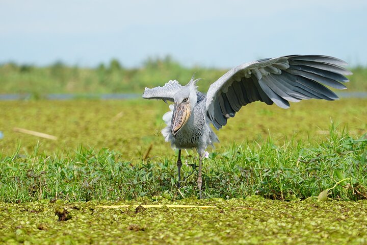 Shoebill Bird in Uganda Shoebill1