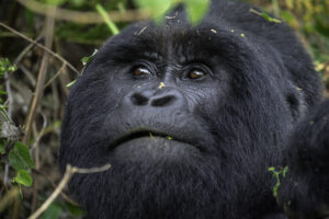 Book Gorilla Trekking Tour: The Ultimate Guide to Luxury Book Gorilla Trekking Tour: The Ultimate Guide to Luxury