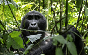 The Science Behind Gorilla Strength: It Is Not What You The Science Behind Gorilla Strength: It Is Not What You