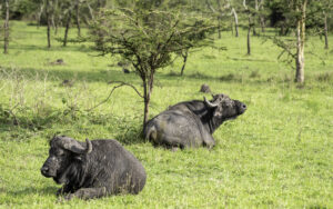 Lake Mburo Horseback Safari Booking: The Conclusive Guide Lake Mburo Horseback Safari Booking: The Conclusive Guide