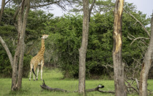 How Long Is a Giraffe Neck? Facts, Measurements & Myths