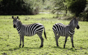 Lake Mburo Wildlife Safari Booking: The Conclusive Guide Lake Mburo Wildlife Safari Booking: The Conclusive Guide
