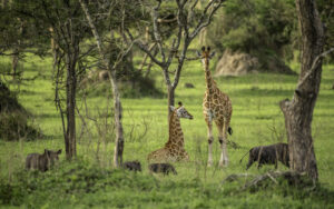 Bwindi & Lake Mburo Safari Package: The Perfect Uganda Bwindi & Lake Mburo Safari Package: The Perfect Uganda