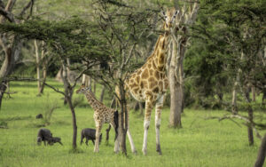 Top 5 Places to See Giraffes in Uganda (With Insider Tips) Top 5 Places to See Giraffes in Uganda (With Insider Tips)