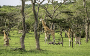 Lake Mburo Boat Cruise Booking: The Ultimate Guide Lake Mburo Boat Cruise Booking: The Ultimate Guide
