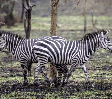 Lake Mburo Horseback Safari Booking: The Conclusive Guide