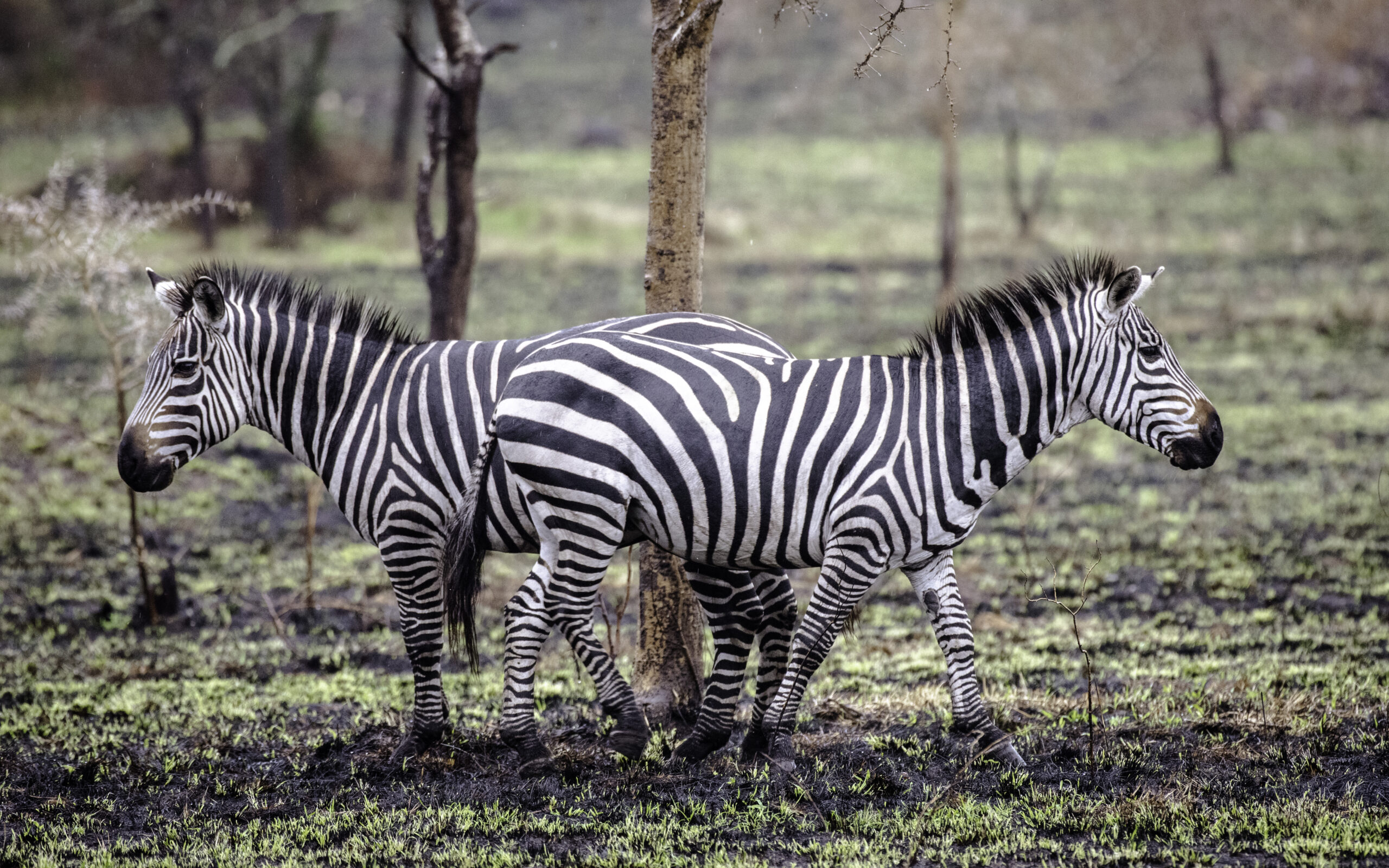 50+ Fun Fact About Zebras: Physical Traits Lake Mburo Horseback Safari Booking: The Conclusive Guide