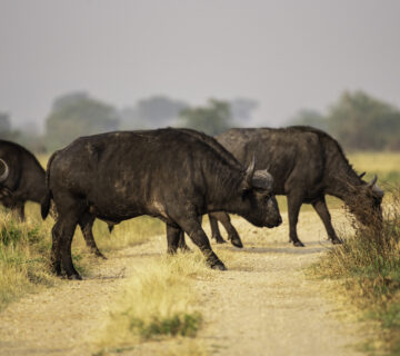 3 Day Queen Elizabeth National Park Safari: The Ultimate