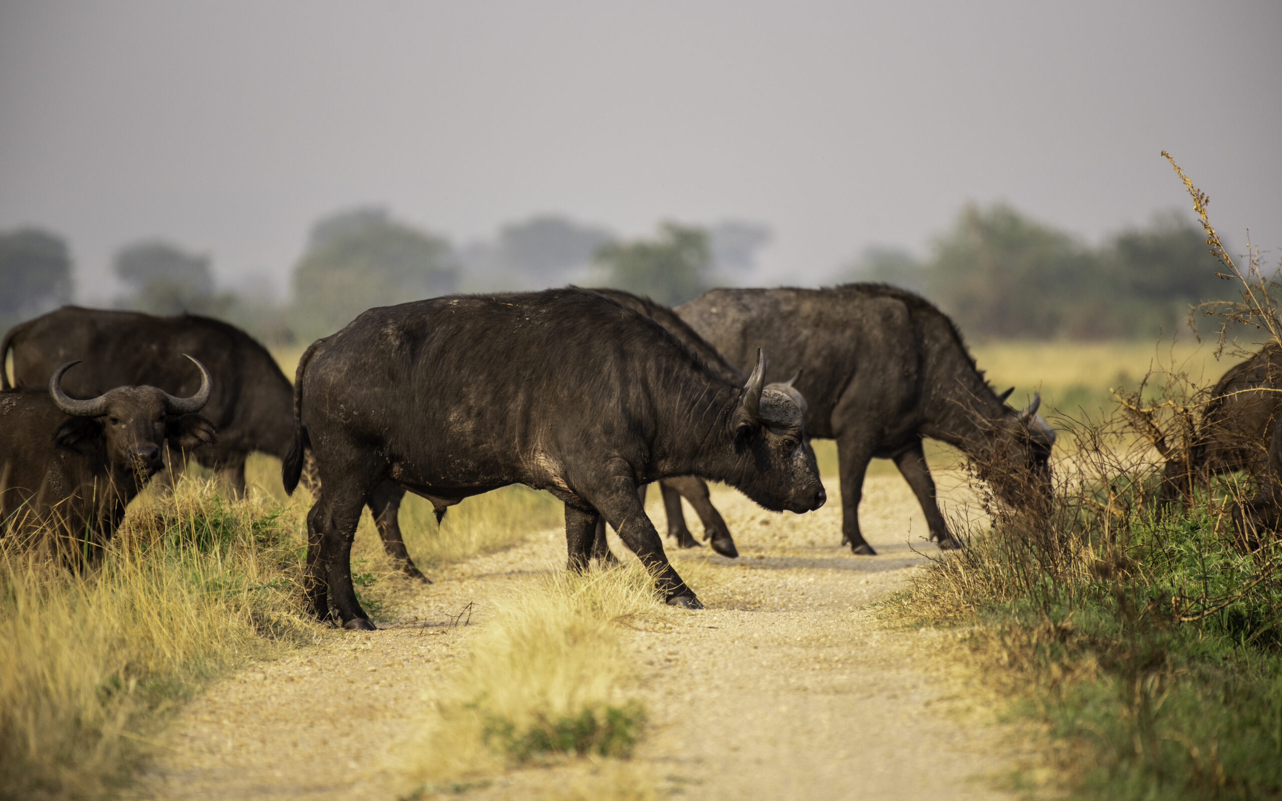 3 Day Queen Elizabeth National Park Safari: The Ultimate 3 Day Queen Elizabeth National Park Safari: The Ultimate