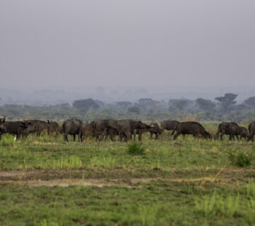 Queen Elizabeth National Park Packages: The Ultimate Guide