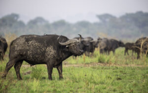 Where Can I See Gorillas and the Big Five in One Trip? Where Can I See Gorillas and the Big Five in One Trip?