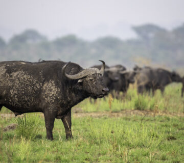 Where Can I See Gorillas and the Big Five in One Trip?