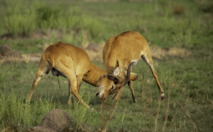 Queen Elizabeth National Park Entry Fees: Complete 2026 Queen Elizabeth National Park Entry Fees: Complete 2026 Guide