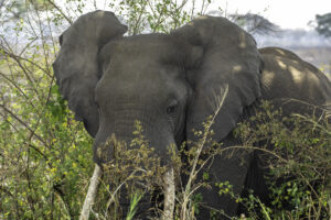 Compare Uganda Safari Packages: The Ultimate Guide Compare Uganda Safari Packages: The Ultimate Guide