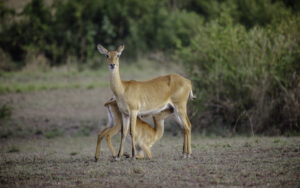 The Complete Prey Animals List: Mammals, Birds, Fish