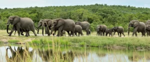 Top 15 Wildlife Experiences You Can Only Have in Uganda