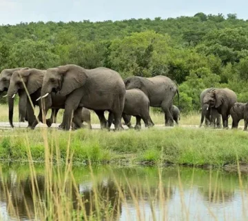 Why Elephants Never Forget: What Humans Can Learn from