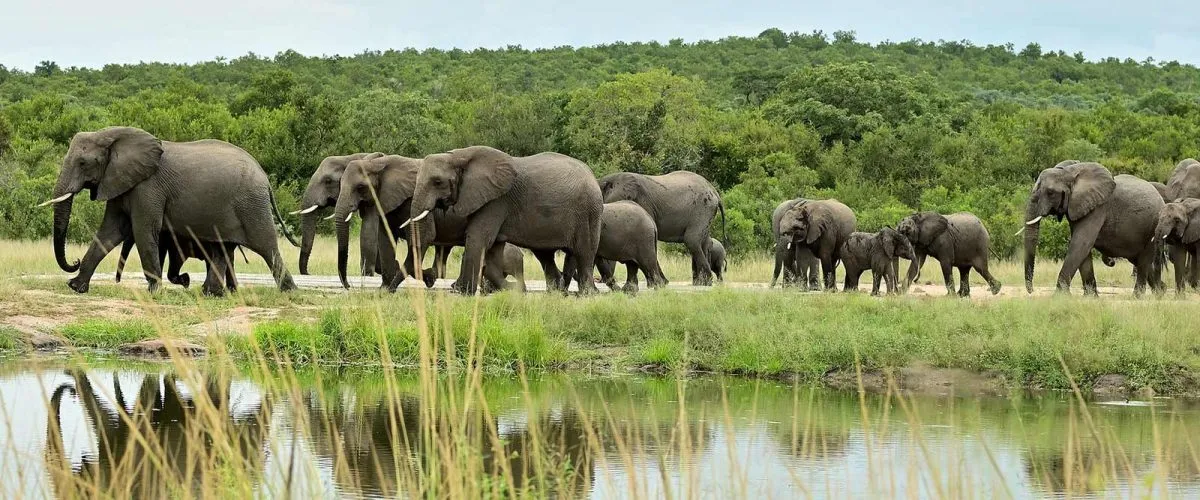 10 Things Every First-Time Visitor Must Know Before Why Elephants Never Forget: What Humans Can Learn from