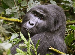Book Gorilla Trekking Tour: The Ultimate Guide to Luxury Book Gorilla Trekking Tour: The Ultimate Guide to Luxury