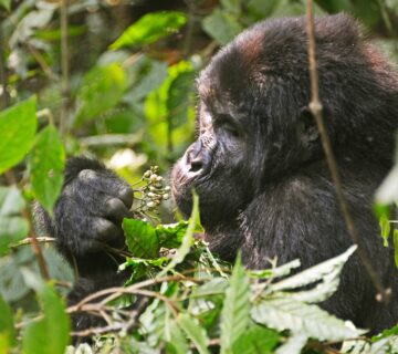 Uganda National Parks Safari Deals: The Ultimate Guide