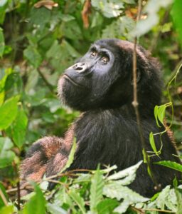 What a Gorilla Eyes Can Tell You About Compassion What a Gorilla Eyes Can Tell You About Compassion