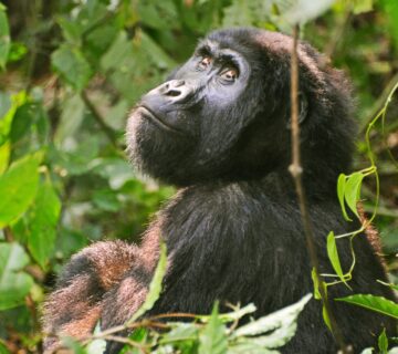 Uganda Mountain Gorillas: The Once in a Lifetime Experience
