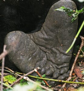 Meet the Gentle Giants: Why Gorillas Are More Human Than