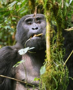 Best time to Visit Best time to visit Uganda & Rwanda for wildlife