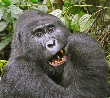 100+ AI Prompts for Gorilla Trekking: The Ultimate Guide