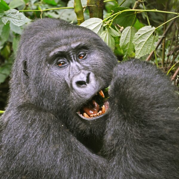 Why Uganda Gorillas Are More Precious Than Gold