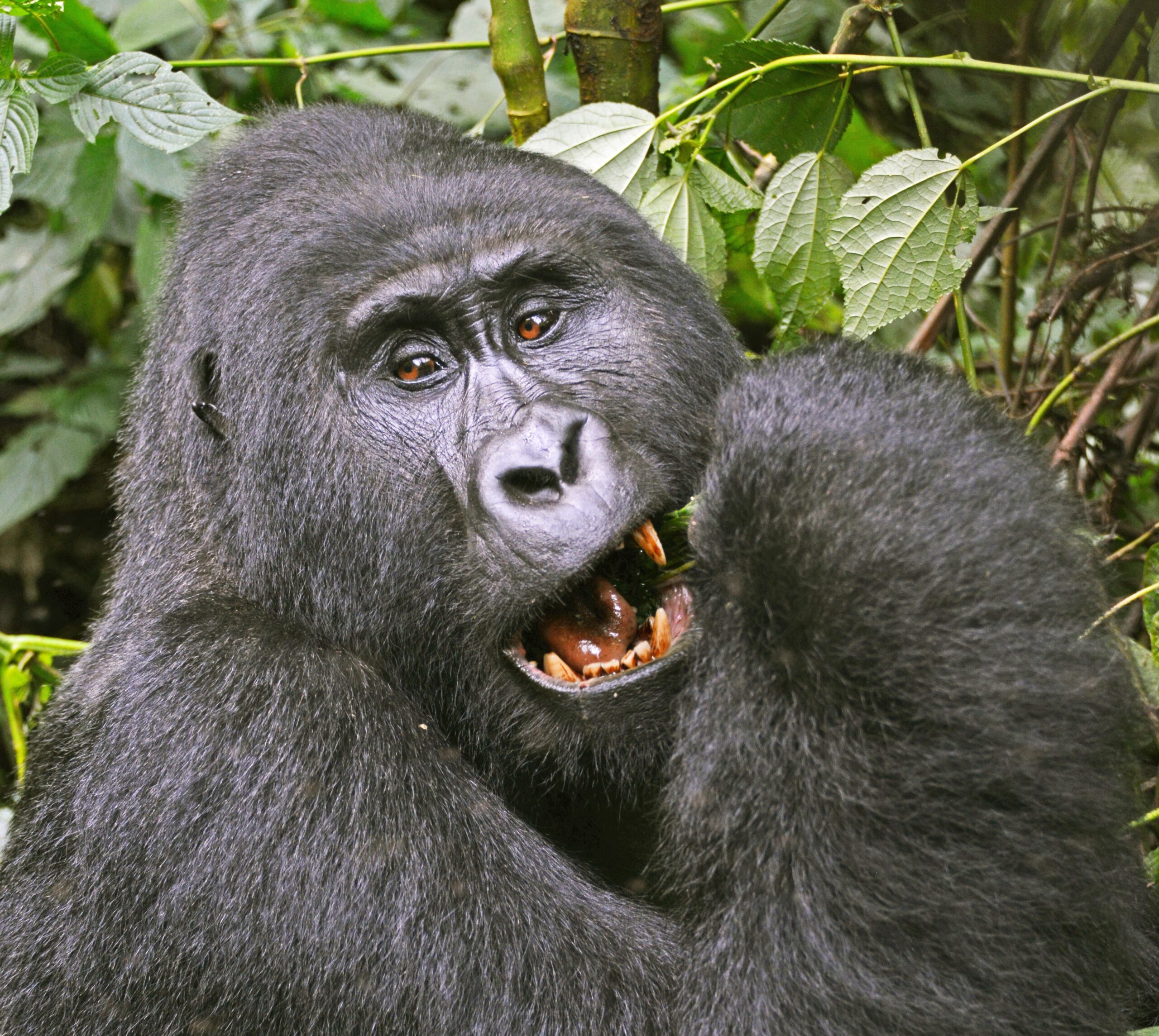 100+ AI Prompts for Gorilla Trekking: The Ultimate Guide 100+ AI Prompts for Gorilla Trekking: The Ultimate Guide