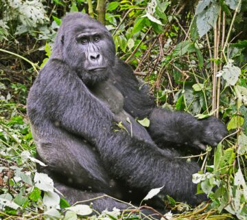 Top Safari Experiences for Gen Z Travelers: The Ultimate