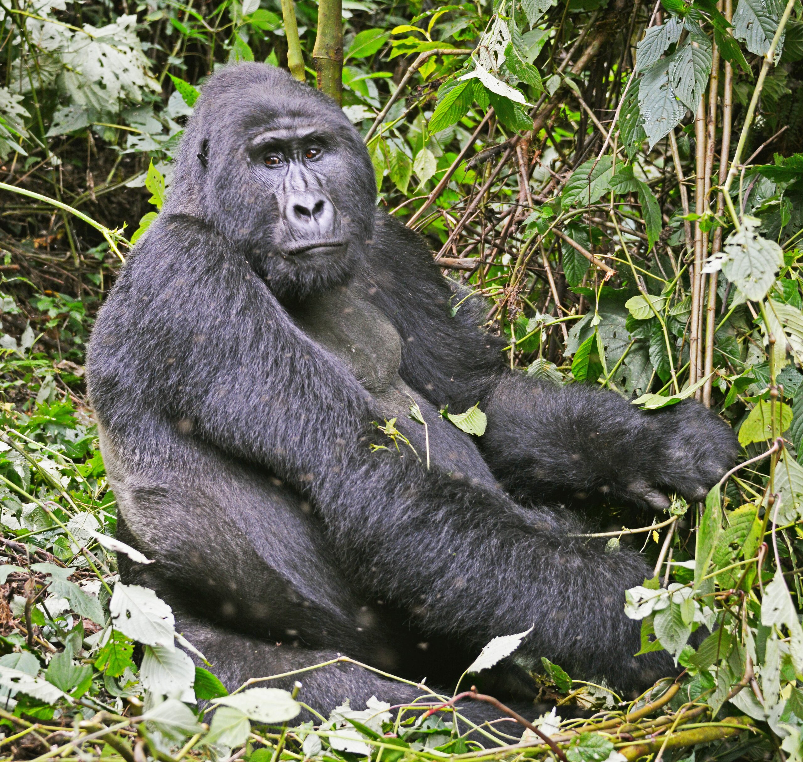 for Gorilla Trekking Top Safari Experiences for Gen Z Travelers: The Ultimate