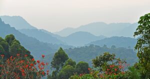 How Uganda Saved Its Gorillas While the World Was Losing How Uganda Saved Its Gorillas While the World Was Losing