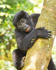 Inside Volcanoes National Park: Rwanda Jaw-Dropping Inside Volcanoes National Park: Rwanda Jaw-Dropping