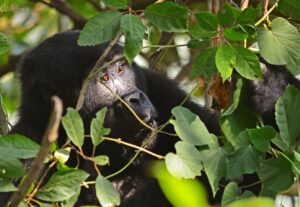 How Gorilla Tourism in Uganda Is Quietly Saving How Gorilla Tourism in Uganda Is Quietly Saving