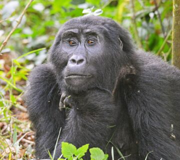 Gorilla vs Ape: What Is the Difference? A Complete Guide