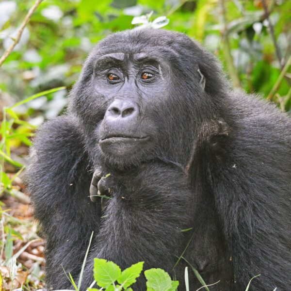 gorilla trekking 3 Day Mgahinga Gorilla Trekking Safari: The Best 2026