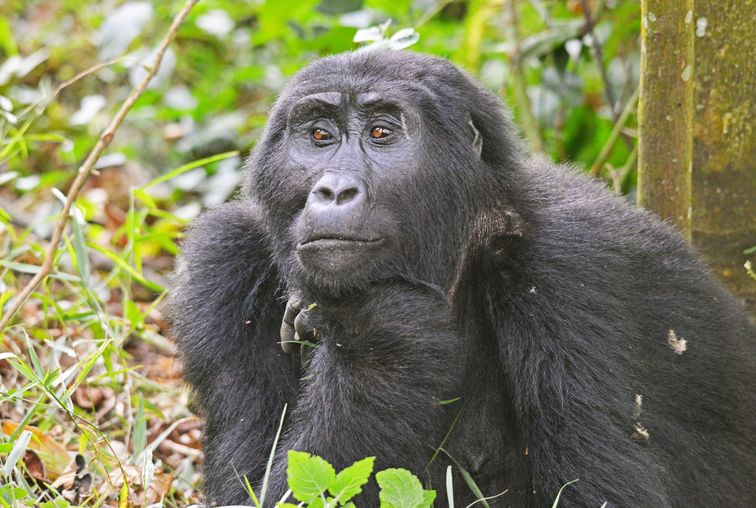 Gorilla vs Ape: What Is the Difference? A Complete Guide