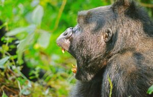 The Science Behind Gorilla Strength: It Is Not What You The Science Behind Gorilla Strength: It Is Not What You