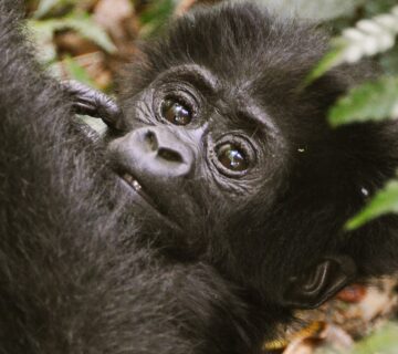 Exploring the Life Cycle of a Mountain Gorilla
