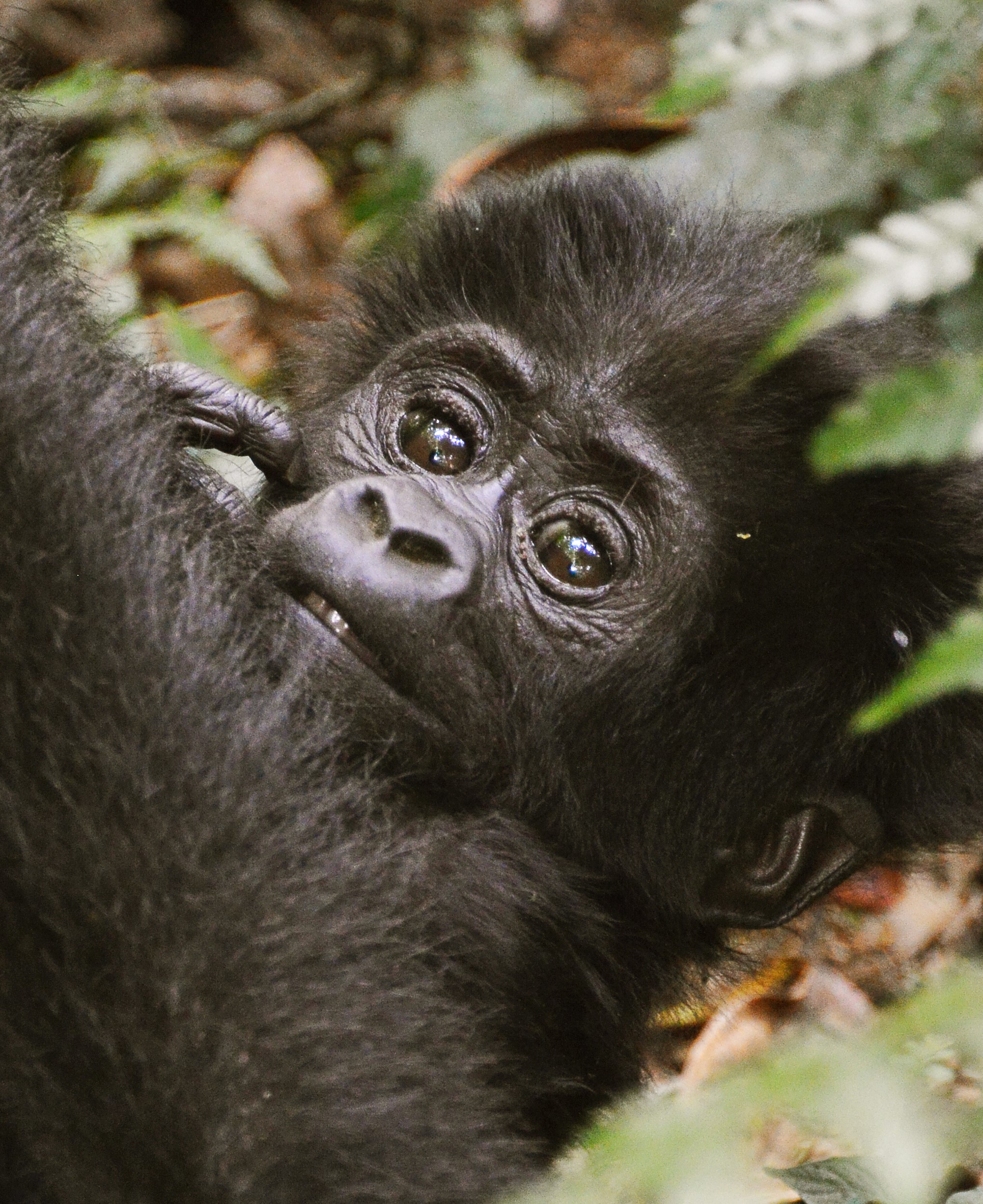 What a Gorilla Eyes Can Tell You About Compassion Exploring the Life Cycle of a Mountain Gorilla
