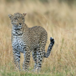 Top 10 Savannah Animals in African Grasslands