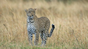 Top 10 Savannah Animals in African Grasslands