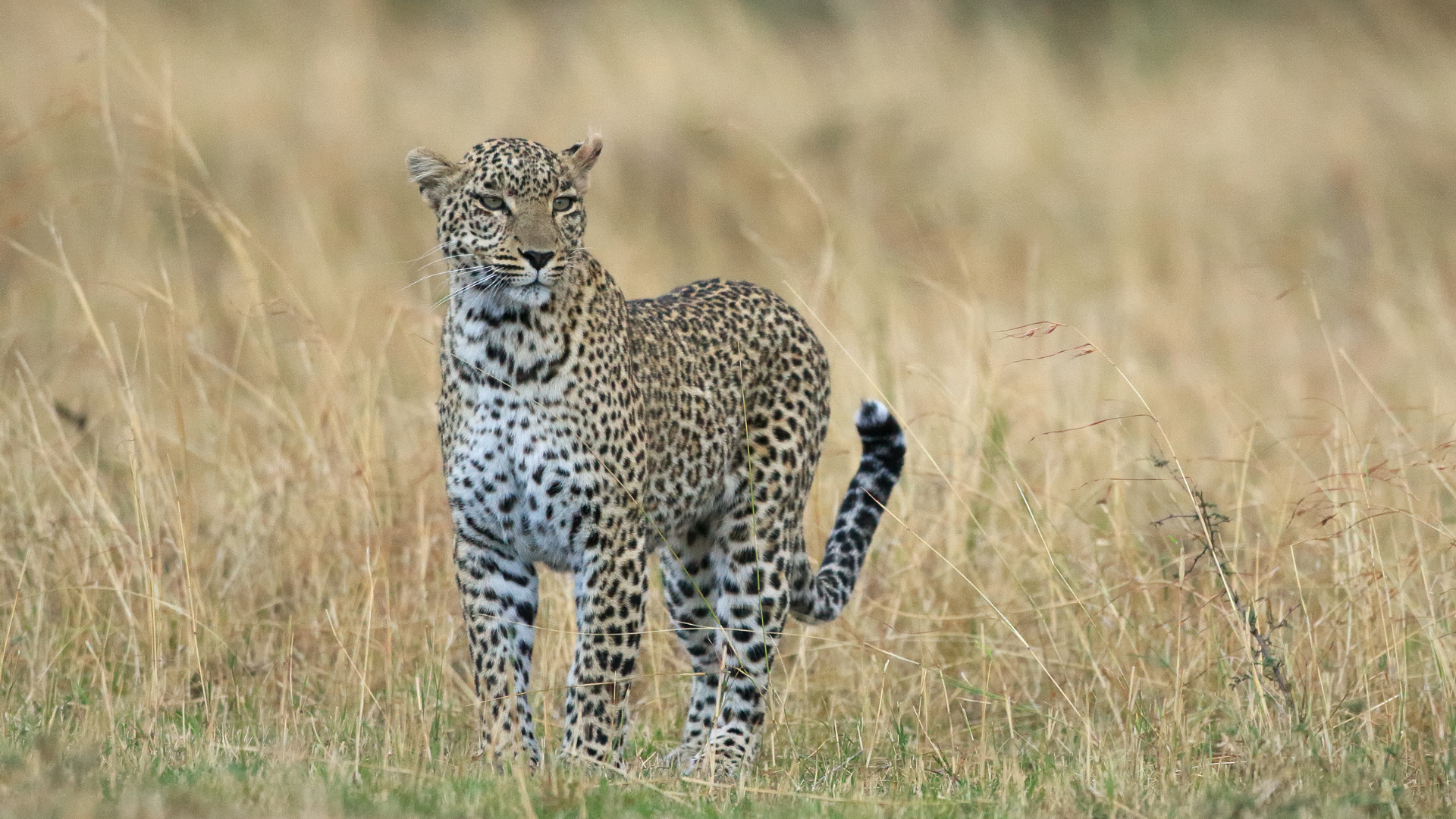Leopards and Hyenas in Uganda Top 10 Savannah Animals in African Grasslands