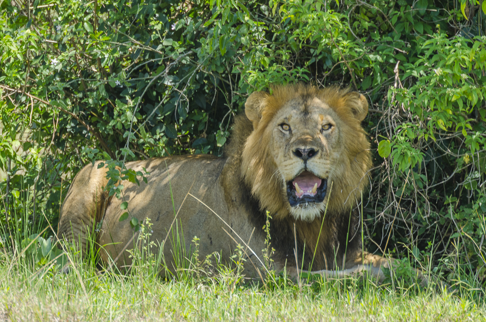 7 Mind-Blowing Facts About a Lion Bite Force Uganda National Parks Safari Deals: The Ultimate Guide
