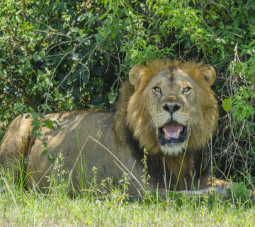 Where Can I See Gorillas and the Big Five in One Trip?