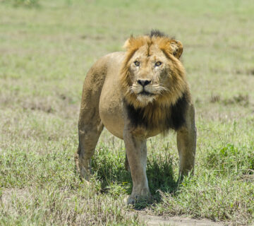Top 10 Savannah Animals in African Grasslands